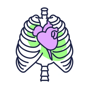 An illustration showing the rib cage with ribs highlighted and the heart positioned inside.