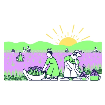 A vast field filled with rows of blooming saffron flowers stretches into the distance. Farmers are scattered throughout the field, wearing traditional attire, carefully bending down to pick the delicate flowers. The sun rises in the background, casting a warm glow over the scene, illuminating the vibrant colors of the flowers. Some farmers have baskets filled with freshly picked blooms beside them, while others are focused on their work. In the distance, gentle hills provide a natural backdrop to the bustling activity in the field.