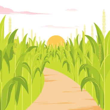Corn
