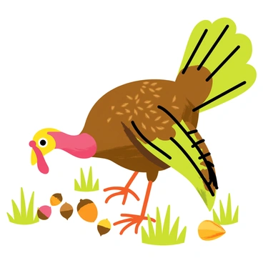 A wild turkey with iridescent brown and green feathers is pecking at a variety of acorns scattered on the forest floor. The turkey has a vibrant red wattle and a characteristic fan-shaped tail that is partially fanned out. Surrounding the turkey are patches of green grass and fallen leaves, creating a natural setting. Sunlight filters through the trees, casting dappled shadows on the ground.