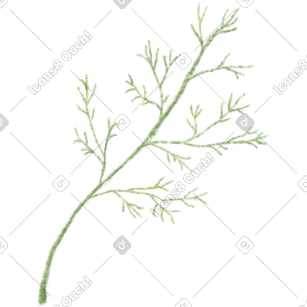 Dill illustration in Toscana style download in PNG, SVG