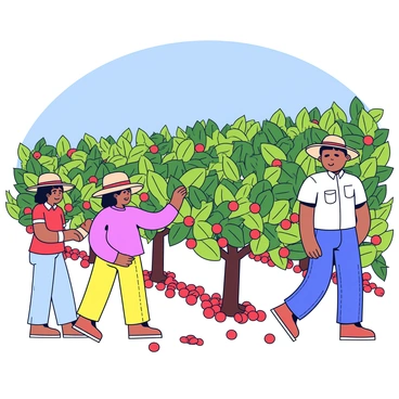 A group of farmers picking "ripe coffee cherries" in a "lush, green coffee plantation." The farmers are wearing straw hats and light-colored clothing. They are carefully choosing the red cherries from the coffee plants, which are full of shiny leaves. In the background, there are rows of coffee plants under a clear blue sky. The ground is covered with fallen coffee cherries, creating a colorful contrast with the greenery.