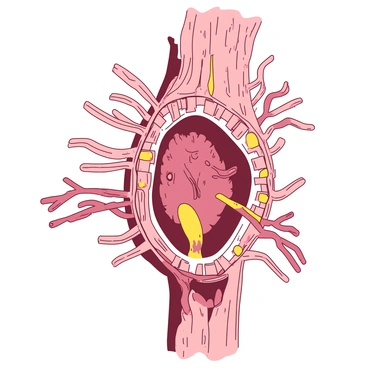 A detailed illustration of a cross-section of the spinal cord. The spinal cord is depicted with a rich texture, showcasing various shades of colors within it. The central area of the spinal cord is shown with distinct nerve pathways, highlighted in one specific color. Surrounding the central region, the grey and white matter of the spinal cord is visibly layered, with the outer tissue also highlighted in a contrasting color. Various nerve roots emerge from the spinal cord, extending outward, clearly illustrating their connections to the body.