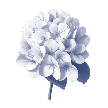 Hydrangea