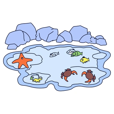 A rocky shoreline with various sizes of jagged rocks jutting out towards the sea. In the foreground, there are several tide pools, each filled with clear water. The tide pools feature bright orange starfish clinging to the rocks, small crabs with brown shells scuttling on the sandy bottom, and tiny fish swimming among the seaweed. The scene captures the textures of the rocks, the reflections in the water, and the vibrant colors of the marine life.