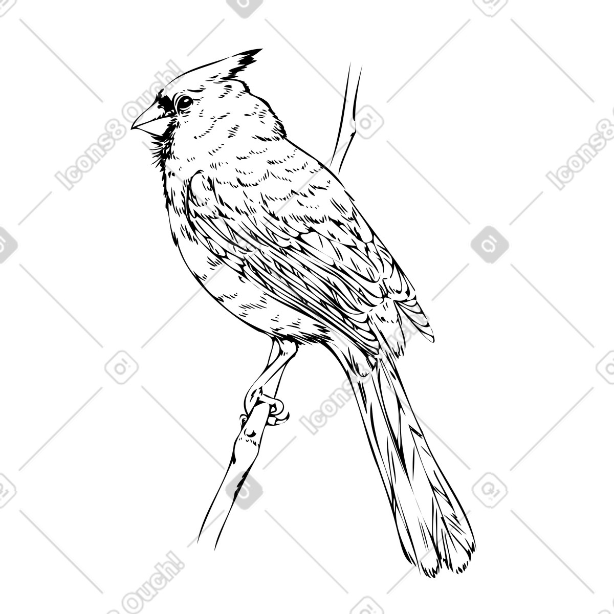 Experimental スタイルの 枝に座っている北の枢機卿の鳥 のイラストをPNG、SVG形式でダウンロード