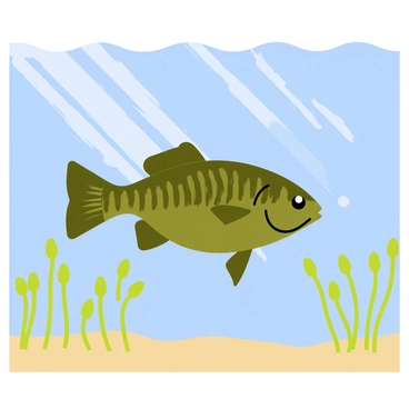 A smallmouth bass with a sleek body and dark greenish-brown scales is swimming gracefully through a clear blue lake. The water is calm and transparent, allowing for a view of the lakebed. Around the bass, various aquatic plants with green leaves and slender stems sway gently with the water currents. Sunlight filters through the surface, creating shimmering patterns on the sand below. The overall scene captures the serene underwater habitat of the smallmouth bass.