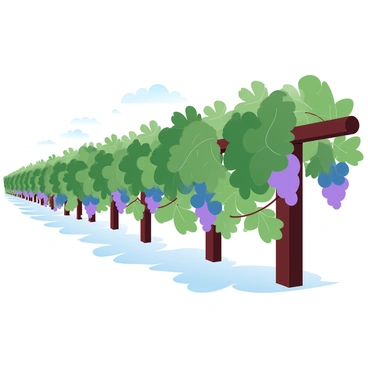 A long trellis covered in lush grapevines heavy with fruit