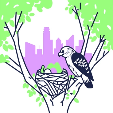 A close-up of a hawk tending to its nest in a tall tree with a city skyline in the background