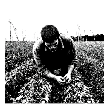 A zombie farmer with decayed skin and ragged clothing is bent over, tending to rows of crops in an overgrown field. The farmer has an expressionless face, with sunken eyes and unkempt hair. Surrounding the farmer, the field is filled with weeds and wild plants, creating a chaotic landscape. The crops, appearing neglected, have wilted leaves and a disheveled look. The sky overhead is cloudy, casting a dull light over the scene.
