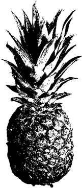 A pineapple with detailed texture - Bitmap style illustration