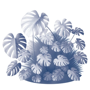 A garden filled with large monstera deliciosa plants. The foliage of each plant is prominently displayed with its distinctive split leaves. The scene is set under bright sunlight, illuminating the textures of the leaves and casting subtle shadows on the ground. Various sizes of the monstera plants create a layered appearance, enhancing the lushness of the garden. The background features more greenery, providing depth to the scene.