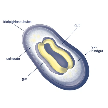 Illustration of a bee's excretory system highlighting Malpighian tubules