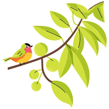 A small colorful bird with a bright yellow belly and green wings is perched on a slender branch of an amla tree. The branch is thick with shiny green leaves, and several round, light green amla fruits are scattered among them. The fruits are textured and have a slightly translucent appearance, contrasting with the rich foliage of the tree. Sunlight filters through the leaves, casting gentle shadows on the bird and the branch.