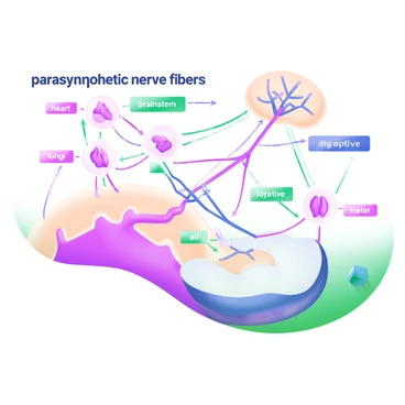 A network diagram of parasympathetic nerve fibers with emphasis on connectivity