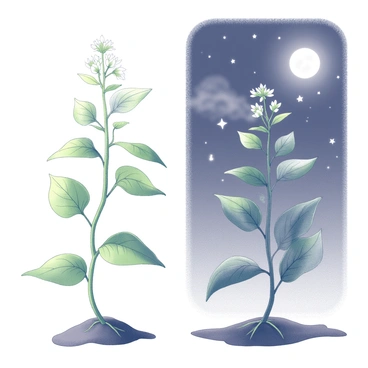 A split illustration featuring a sweet bean plant. On the left side, the plant is depicted in daylight, showcasing vibrant green leaves and delicate white flowers blooming. The sunlight casts soft shadows on the soil where the roots are visible. On the right side, the same plant is portrayed under a starry night sky, with the leaves appearing more subdued in the moonlight. Small twinkling stars surround the plant, and the night sky is filled with scattered clouds, creating a tranquil atmosphere. The entire plant stands tall in both scenes, illustrating its resilience through day and night.
