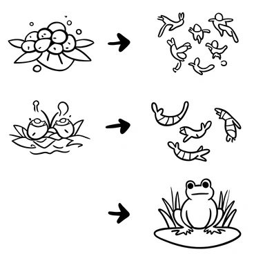 An illustration showing the lifecycle of a frog in three distinct phases. The first section displays a cluster of frog eggs resting on a bed of leaves in water, surrounded by a few bubbles. The second section depicts multiple tadpoles swimming in the water, each with a long tail and small body. The final section features an adult frog sitting on a lily pad, with its legs folded beneath it, surrounded by plants.