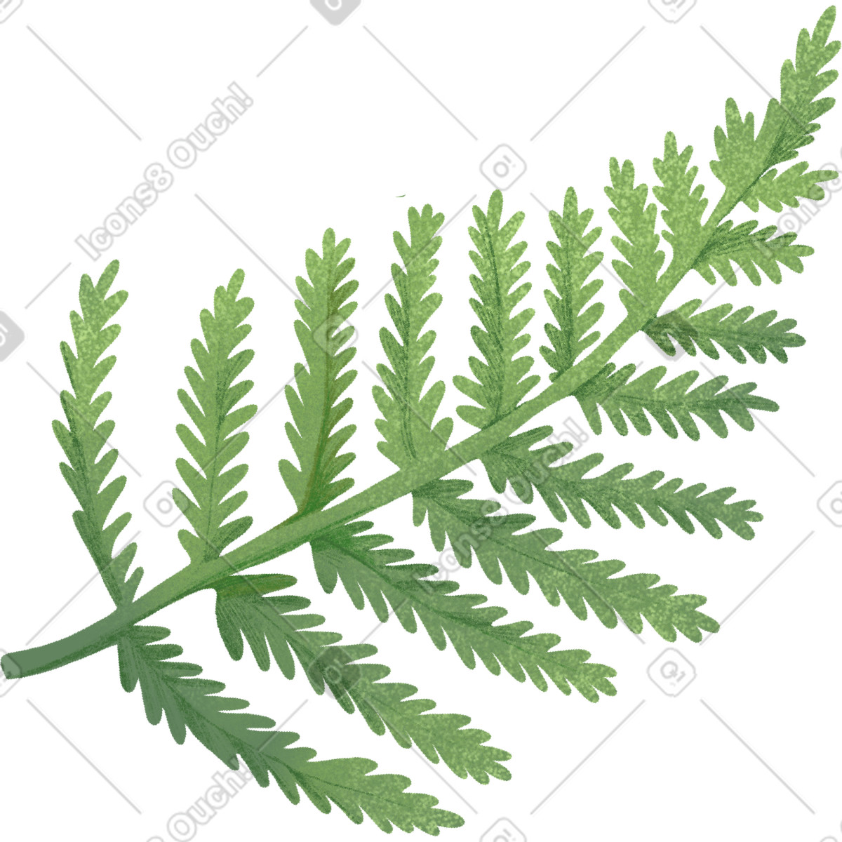 Ilustração de Green fern leaf em no estilo Floral para baixar em PNG, SVG