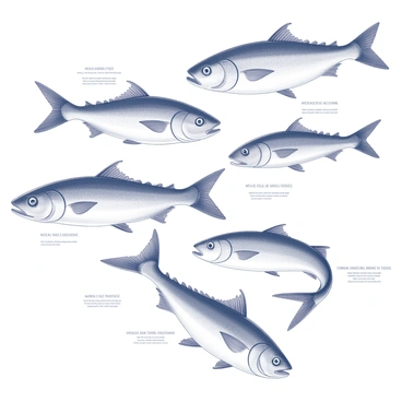 A vintage-style poster featuring various species of mackerel. Each species is depicted with intricate illustrations, showing their unique shapes and markings. The poster includes several mackerel swimming in different orientations, displaying their streamlined bodies and distinctive fin structures. A scientific label accompanies each fish, providing identifying details and names. The overall layout is organized and visually balanced, giving a clear representation of each species. The background is simple, allowing the detailed illustrations of the mackerel to stand out prominently.
