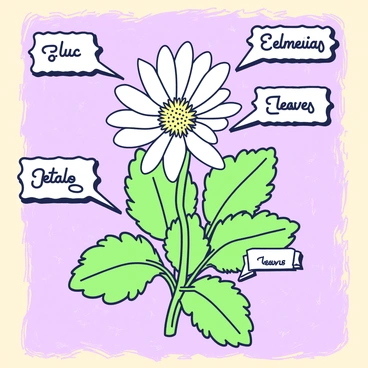 A vintage botanical print features an "edelweiss" flower at the center, showcasing its distinct star-shaped white petals. The flower is illustrated alongside detailed labels pointing to various parts, including the "petals," "stamens," and "leaves." The leaves are depicted in a lush green, with fine hairs visible on their surface. The background consists of a subtle texture mimicking aged paper, enhancing the vintage feel of the print. Each labeled part is written in a classic serif font, adding to the botanical aesthetic.