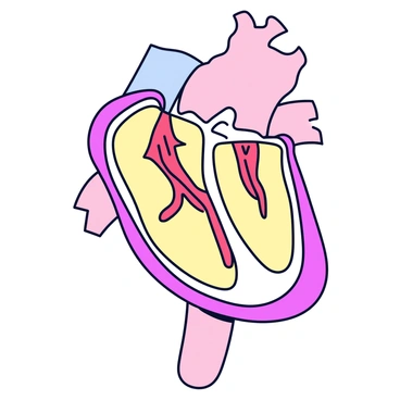 Aorta