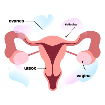 A detailed illustration of the female reproductive system is presented. The image features labeled components including the "ovaries," "fallopian tubes," "uterus," "cervix," and "vagina." Each part is distinctly colored in gradient pastel hues, allowing for clear differentiation. The illustration includes lines connecting each label to its corresponding anatomical structure for clarity. The background is softly colored in complementary pastel shades, enhancing the overall educational aspect of the illustration.