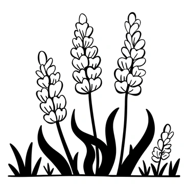Lupine flower drawing