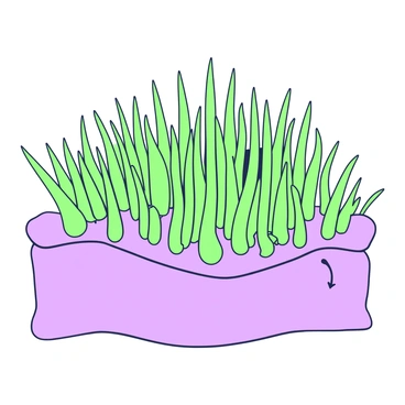 A detailed illustration of a cellular membrane featuring numerous microvilli protruding from its surface. The microvilli are finger-like projections densely packed together, significantly expanding the surface area of the membrane. Each microvillus is slender and elongated, tapering at the tip. The membrane itself is represented as a smooth layer, with the microvilli radiating outward, showing their height and arrangement. The overall composition focuses on the intricate details of the microvilli, emphasizing their role in increasing surface area for absorption.