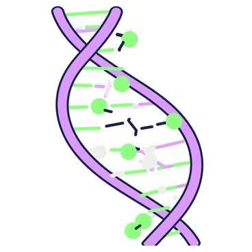 A close-up view of deoxyribose sugar molecules within a DNA structure. The DNA helix is visibly twisted and consists of two strands. The deoxyribose sugar molecules are represented as distinct structures, with each sugar connected to phosphate groups and nitrogenous bases. The bases are attached to the sugars, with one set on each strand, maintaining the double helix shape. The overall structure shows the intricate organization of these molecules, emphasizing the importance of deoxyribose in the formation of the DNA backbone.