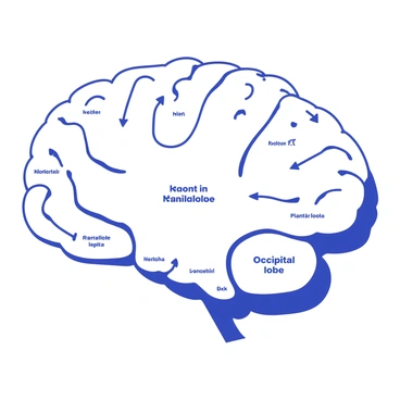 A labeled diagram of the cerebral cortex is displayed. The diagram includes the four main lobes: the frontal lobe, the parietal lobe, the temporal lobe, and the occipital lobe. Each lobe is outlined clearly and labeled with its name. The frontal lobe is shown at the front, indicating areas responsible for reasoning, planning, and motor function. The parietal lobe is depicted in the upper middle section, labeled for its role in sensory perception and spatial awareness. The temporal lobe is illustrated on the sides, with labels denoting functions related to auditory processing and memory. The occipital lobe is positioned at the back, marked for its function in visual processing. Each lobe is distinctly separated, with arrows pointing to their corresponding functions.