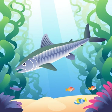Barracuda