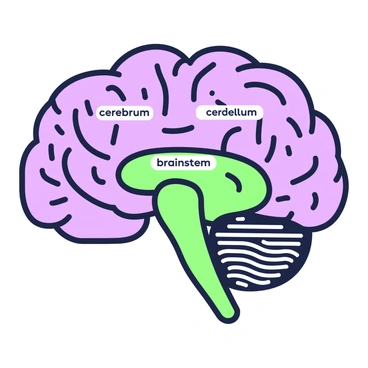 A simple diagram of a human brain with basic parts labeled