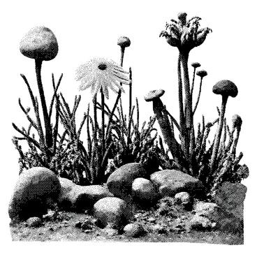 A garden is filled with various plants and flowers that have unusual shapes and intricate textures. Each plant has unique features, such as twisted stems and large, abstract leaves. The flowers are depicted in a range of sizes, with some towering above others, sporting intricate patterns on their petals. The scene is lively with the presence of creeping vines wrapping around stone pathways, and there are small, alien-like creatures roaming among the plants. The ground is dotted with interesting rocks and textured soil, creating a rich environment for the diverse flora.