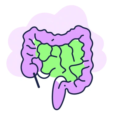 A close-up of the small intestine highlighting the villi for nutrient absorption