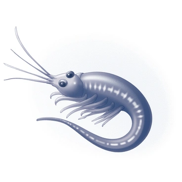 A magnified view of a krill viewed under a microscope. The image showcases the krill's segmented body, with detailed appendages extending from the thorax. The carapace has a smooth, curved surface, displaying fine textures and intricate patterns. The krill's compound eyes are prominent, with multiple facets clearly visible. The antennae are elongated and feathery, emphasizing their delicate structure. Surrounding the krill, the background is blurred, focusing attention on the small creature's intricate features.