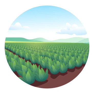 A vast field stretches out, filled with neat rows of artichoke plants, their green leaves forming a lush carpet. Each plant stands tall and healthy, showcasing their distinctive shapes and textures. The soil is dark and rich, contrasting with the vibrant greenery of the plants. Above, a clear blue sky spreads wide, with a few soft white clouds gently floating by. The sunlight casts a warm glow over the field, illuminating the artichokes and enhancing the colors of the scene.