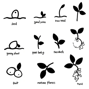 A black-and-white illustration displaying a scientific botanical diagram of a lemon plant. The diagram includes multiple sections that showcase the growth stages of a lemon, starting from a "seed" nestled in the soil. A small "sprout" emerges from the seed, followed by a "young plant" with a few leaves. The next stage shows a "mature plant" with more developed foliage and small "flowers" blooming. Finally, there is a stage depicting the "fruit" of the lemon, clearly shown hanging from the branches. Each stage is labeled appropriately for clarity.