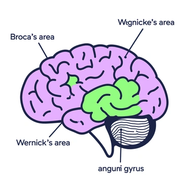 Illustration showing labeled areas of the brain involved in multilingual abilities