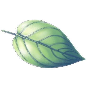 A close-up view of an amla leaf. The leaf features a vibrant green hue, showcasing its glossy surface. Intricate veins run parallel along the leaf, creating a detailed network that enhances its texture. Each small serration along the edge of the leaf is visible, adding to its intricate design. The overall composition highlights the contrast between the smooth surface and the delicate veins, drawing attention to the natural patterns found in the leaf's structure.