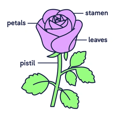 A blooming rose is depicted at the center of the image, showcasing its intricate layers of petals. The petals are arranged in a circular formation, with shades of green and purple outlining the flower. Each petal has a distinct curved shape and texture. Surrounding the rose are labeled parts, including "petals," "stamen," "pistil," and "leaves." The leaves are positioned at the base of the flower, each one featuring a serrated edge and detailed veins. The background is simple to emphasize the rose and its labeled components.