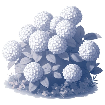 Hydrangea