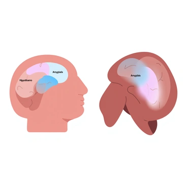 A detailed illustration showing the limbic system in a human and an animal side by side. On the left, the human brain is depicted with labeled areas of the limbic system highlighted in pastel colors, such as the hippocampus and amygdala. On the right, an animal brain, possibly a dog, displays analogous areas of the limbic system also highlighted in similar pastel colors. The two brains are oriented in the same direction, allowing for easy visual comparison of the structures. A subtle gradient background enhances the clarity of the illustration.