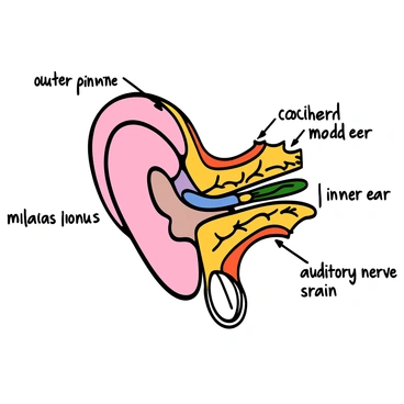 A detailed anatomical drawing of the human ear showing inner, middle, and outer components