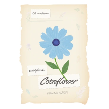 A pressed cornflower is centered on an herbarium sheet. The cornflower displays a vibrant blue color with delicate petals arranged in a circular pattern. The herbarium sheet has a light beige background, emphasizing the vividness of the flower. Handwritten labels in an elegant script detail the scientific name of the cornflower, along with the date of collection. The sheet has a slight texture, adding depth to the presentation. Small, faded botanical illustrations may be faintly seen in the corners as a subtle enhancement to the overall design.