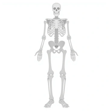 A human skeleton stands in a front view position, displaying its complete structure. The ribcage is clearly visible, showcasing each rib with defined contours. The spine runs vertically down the center, supporting the entire skeleton. The arms are extended slightly outwards, with the bones of the forearms and hands detailed. The leg bones, including the femurs, tibias, and fibulas, are positioned straight, demonstrating the skeletal anatomy of the lower body. The background consists of gradient pastel colors, enhancing the visibility of the skeleton's details.