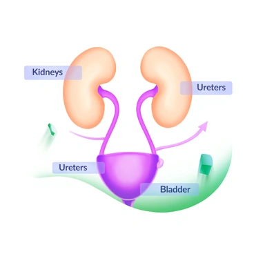 A detailed anatomical illustration of the human urinary system. The image prominently features two kidneys, which are bean-shaped and colored a light beige, positioned towards the upper part of the illustration. Below the kidneys, the ureters are depicted as thin tubes connecting to a central bladder, which is rounded and slightly darker in color. The bladder is shown at the bottom of the illustration. Several labels are placed near each organ, including "Kidneys," "Ureters," and "Bladder," in clear, legible text. The background is soft and unobtrusive, allowing the anatomical details to stand out clearly.
