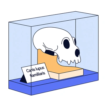A dog skull displayed on a simple wooden stand. The skull has distinct features including prominent eye sockets and a well-defined snout. Surrounding the display is a clear glass case, ensuring visibility while protecting the specimen. A small placard next to the skull contains the text "Canis lupus familiaris" in clear, bold letters. The background includes a soft gray wall that enhances the focus on the exhibit.