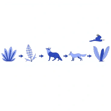 A visual of a food chain in an ecosystem, showing the function of each animal