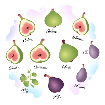 A vintage botanical chart displaying various fig varieties. Each fig is illustrated with detailed textures and colors, showcasing their unique shapes and sizes. Labels are placed below each fig, clearly identifying the variety names in an elegant font. The background features a soft, gradient pastel color to enhance the botanical illustrations without distracting from them.