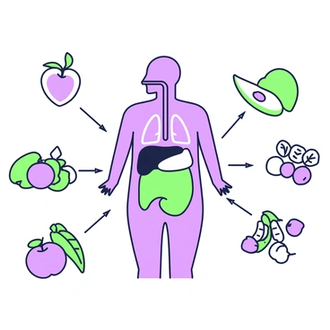 An illustration displaying the connection between nutrition and human organs. In the center, there is a large human silhouette, filled with various organs such as the heart, lungs, and stomach. Surrounding the silhouette are different types of food, including fruits, vegetables, grains, and proteins. Each food item is pointing towards specific organs, visually indicating their impact on health. Small arrows connect the food to organs, emphasizing the relationship between nutrition and well-being. The overall composition is organized and balanced, providing a clear visual narrative.